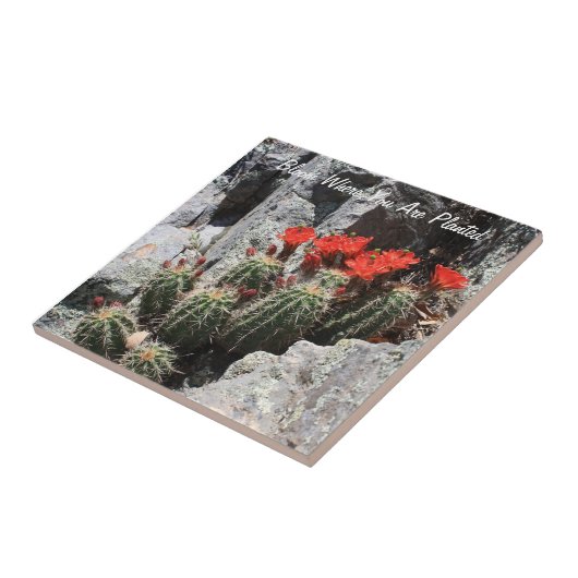 Blüte, in der Sie gepflanzt werden Fliese (Seite)