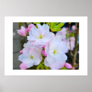 Blüte poster