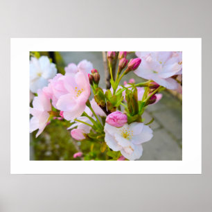 Blüte poster