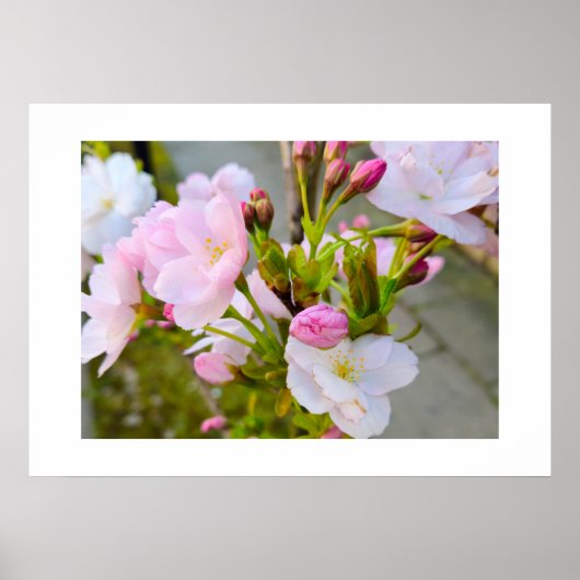 Blüte  poster (Vorne)
