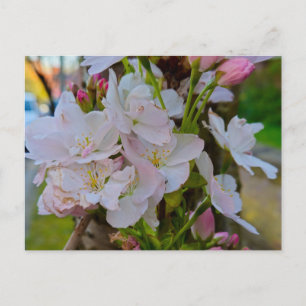 Blüte postkarte