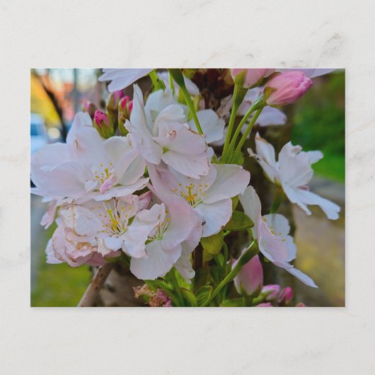Blüte postkarte (Vorderseite)