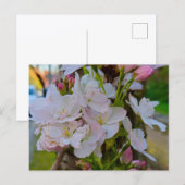 Blüte postkarte (Vorne/Hinten)