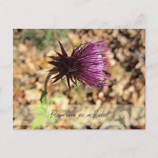 Blüte... Postkarte (Vorderseite)