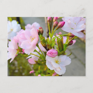 Blüte postkarte