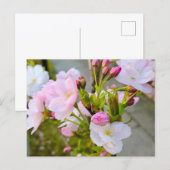 Blüte postkarte (Vorne/Hinten)