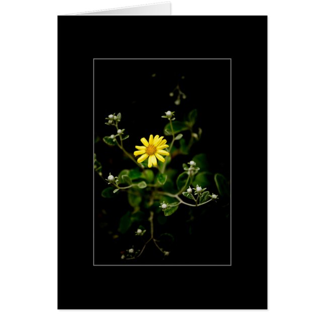 Blüte und Knospen (Vorne)