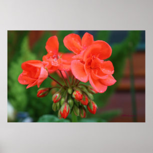 Blüte und Knospen Poster