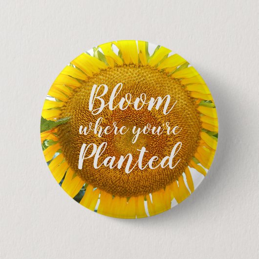 Blüte, wo man gelbe Sonnenblumen gepflanzt hat Button (Vorderseite)