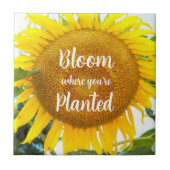 Blüte, wo man gelbe Sonnenblumen gepflanzt hat Fliese (Vorderseite)