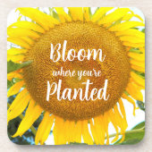 Blüte, wo man gelbe Sonnenblumen gepflanzt hat Getränkeuntersetzer (Vorderseite)