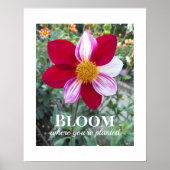Blüte, wo man Zitat pflanzt Blumenzettel Poster (Vorne)