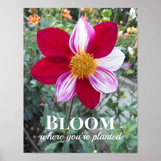 Blüte, wo man Zitat pflanzt Blumenzettel Poster (Vorne)