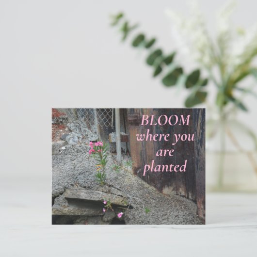 Blüte, wo Sie gepflanzt rosa Blüte Postkarte (Stehend Vorderseite)