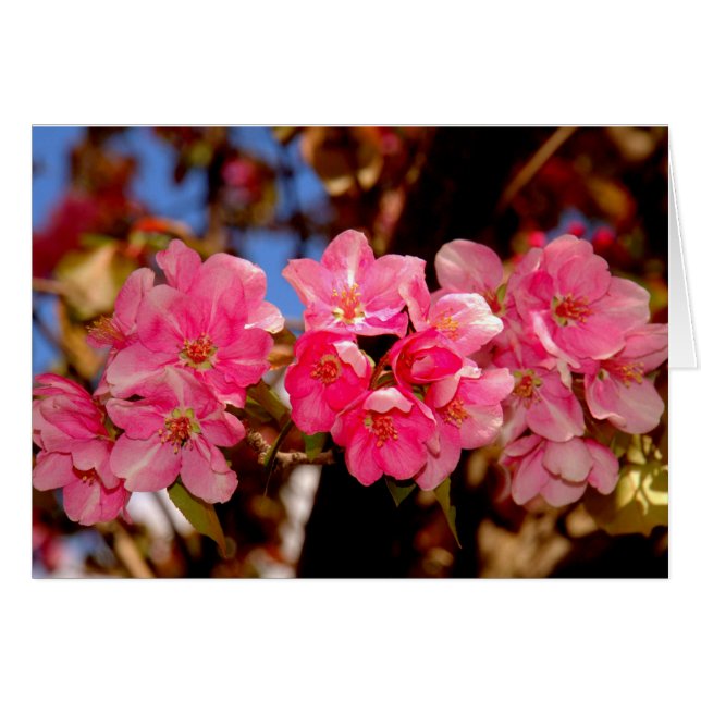 Blüten (Vorderseite (Horizontal))