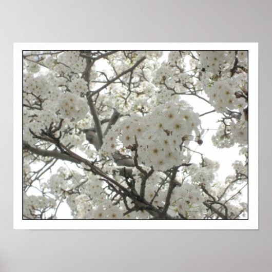 Blüten1 Poster (Vorne)