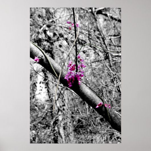 Blüten 2 poster (Vorne)