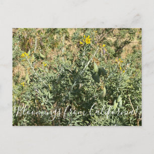 Blüten aus Kalifornien: Bladderpod Postkarte