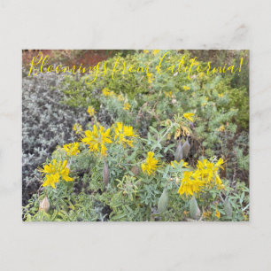 Blüten aus Kalifornien: Bladderpod Postkarte