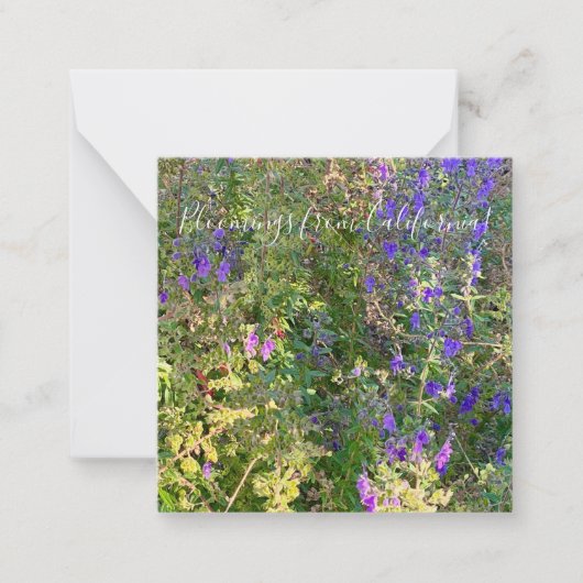 Blüten aus Kalifornien: Blaue Curls Mitteilungskarte (Vorderseite)