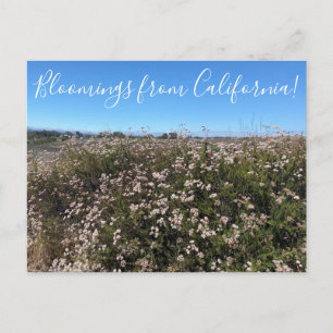 Blüten aus Kalifornien: California Buckweizen Postkarte