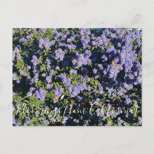 Blüten aus Kalifornien: Ceanothus Dark Star Postkarte (Vorderseite)