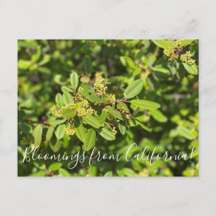 Blüten aus Kalifornien: Coffeeberry Postkarte