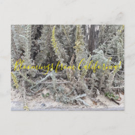 Blüten aus Kalifornien: Dünenwürmer Postkarte