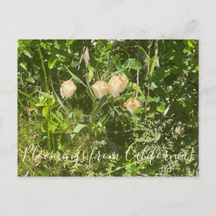 Blüten aus Kalifornien: Feenlaternen Postkarte