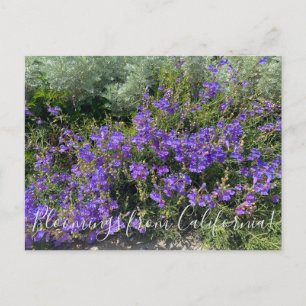 Blüten aus Kalifornien: Foothill Penstemon Postkarte