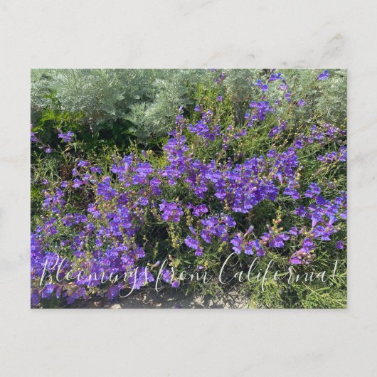 Blüten aus Kalifornien: Foothill Penstemon Postkarte (Vorderseite)