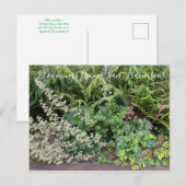 Blüten aus Kalifornien: Heuchera maxima Postkarte (Vorne/Hinten)