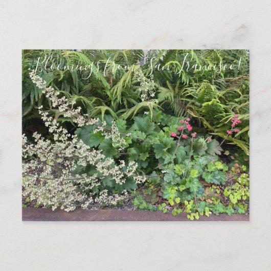 Blüten aus Kalifornien: Heuchera maxima Postkarte (Vorderseite)