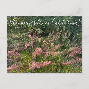 Blüten aus Kalifornien: Korallenglocken Postkarte