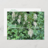 Blüten aus Kalifornien: Meeresspray Postkarte (Vorne/Hinten)