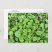 Blüten aus Kalifornien: Minersalat Postkarte (Vorne/Hinten)