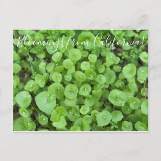 Blüten aus Kalifornien: Minersalat Postkarte