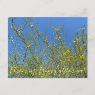 Blüten aus Kalifornien: Palo Verde Postkarte