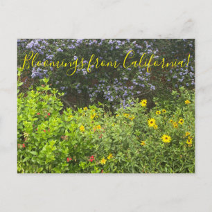 Blüten aus Kalifornien Postkarte