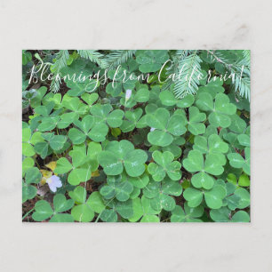 Blüten aus Kalifornien: Redwood Sorrel Postkarte