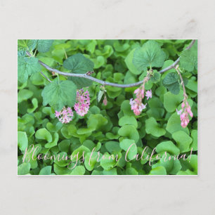 Blüten aus Kalifornien: Rosa Johannisbeere Postkarte