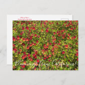 Blüten aus Kalifornien: Rote Monkeyblumen Postkarte (Vorne/Hinten)
