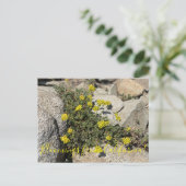 Blüten aus Kalifornien: Schwefelweizen Postkarte (Stehend Vorderseite)