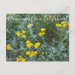 Blüten aus Kalifornien: Sonnenblumen am Meer Postkarte