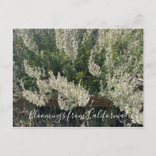 Blüten aus Kalifornien: Weißer Salbei Postkarte