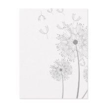 Blüten Dandelion Blume Frieden Liebe Schicksal