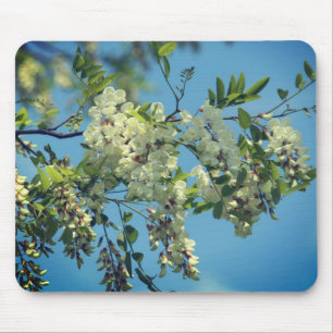 Blüten der Blume Locust Mousepad