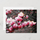 Blüten der Georgetown University, Washington, DC Postkarte (Vorne/Hinten)