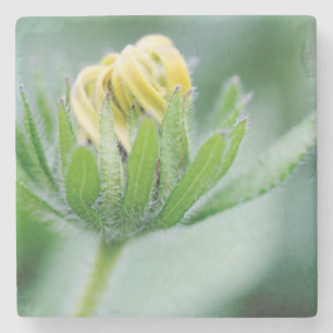 Blüten der Kegelblume Steinuntersetzer