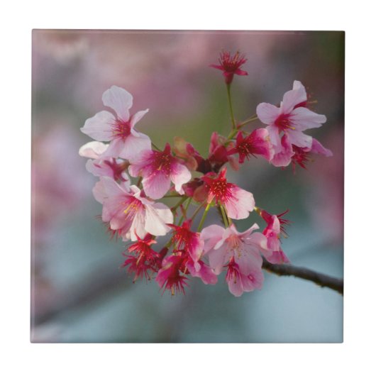 Blüten der Kirschblüten Fliese (Vorderseite)